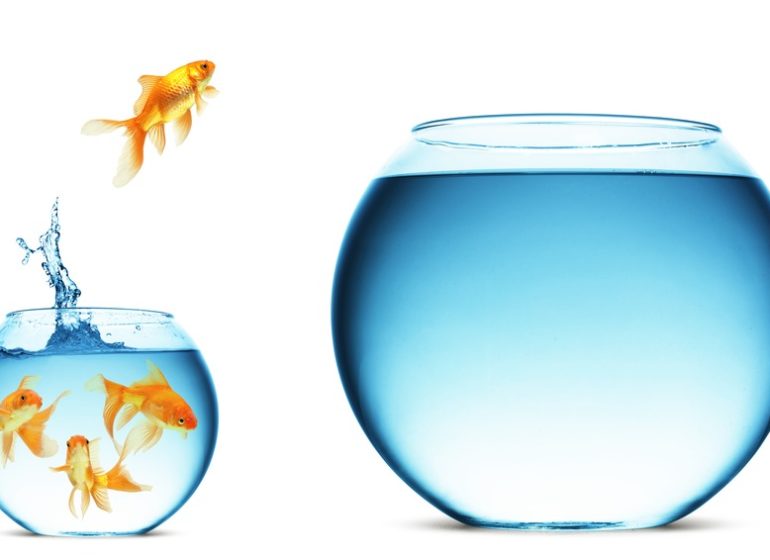 You are currently viewing A New Niche